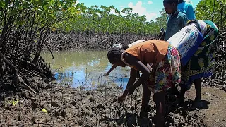 In Kenya, coastal communities earn money protecting mangroves