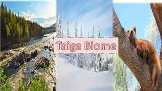 What is Taiga biome? Plants, animals, and climate of boreal forest