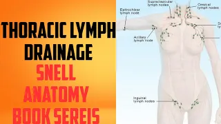 thoracic lymph drainage