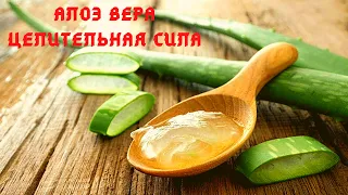 Алоэ вера - целительная сила. На заметку!