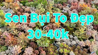 Hơn 500 cây sen đá mới về | succulent Gia Nghia