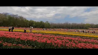 🌷 Tulip  Plant outskirts  May 2024 Ontario Village -  i movie Song ചെയ്ത പോലെ  Pookale Satru Oyive