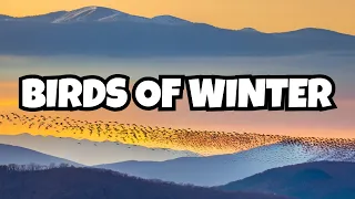 Witness the Majestic Winter Bird Migrations in North Carolina