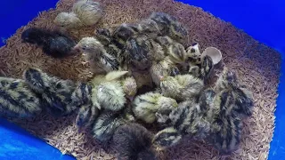 Brooding Quail Chicks