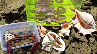 Tangkap Kelomang Laut, Ikan Buntal,Gurita,Kerang,kepiting,Nemo,Keong,Siput, Teripang,Bintang Laut