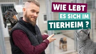 Wie lebt es sich im Tierheim? | Tierarzt Tacheles | ZooRoyal