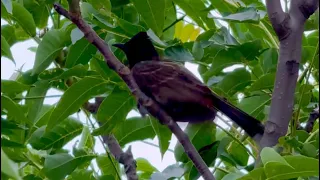 Bulbul's Serenade 🕊️🌿