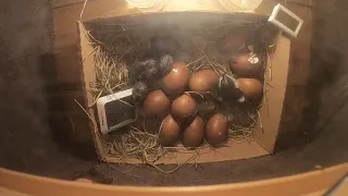 Black Copper Marans Egg Hatch In Homemade DIY Incubator