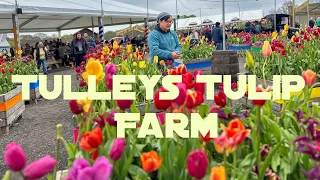 Tulleys Tulip Farm | Tourist Attraction In England | Flowers Garden | Tulip Fest | Family Farm Visit