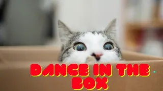 Angry Cats  Super Pets Reaction Videos  MEOW - for cat lover like you