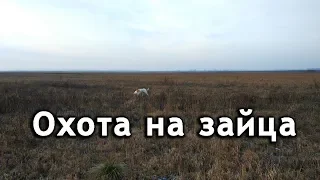 Охота на зайца. Как охотиться на зайца.