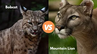 Bobcat Vs Mountain Lion (w. Examples)