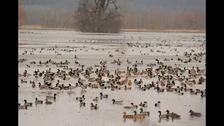 Охота на утку 2019 закрытие сезона