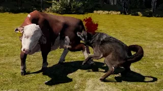 WOLF HUNT AND KILL PREYS ANIMATION