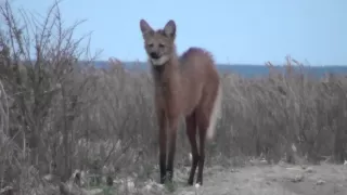 Maned Wolf