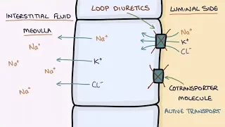 How Does Furosemide Work? Understanding Loop Diuretics