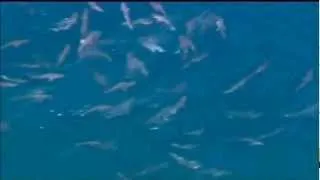 Стая из 100 акул Австралия