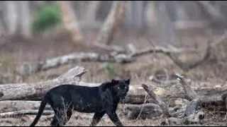 Hiding in the Shadows | The Real Black Panther | National Geographic Wild pakistan