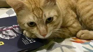 Oyen Cat Ponders On A Book
