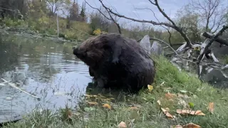 BEAVER FARTING VIDEO!  Turn it up to hear this beaver fart (or queef?) . 🤣🤣