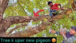 Ped 🌳 per naya kabutr pakda 😍 ( Pigeon catching from tree 🕊️)