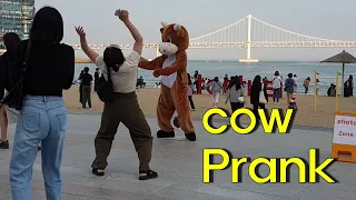 Cow Prank "This time it was more fun than the Bushman "in south Korea(송아지)