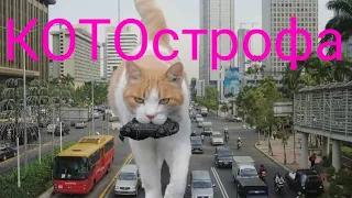 Коты разрушители . Смешные коты. Приколы 2021. Тик ток.  Инстаграм. Я ржал пол часа.