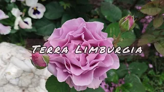 Vlog-216 Terra Limburgia Цветение роз, Терра Лимбурджия, Бельгия 2006 г.