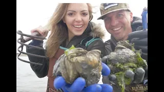 Wild Oyster Catch and Cook - How to Harvest and Cook Oysters