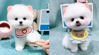 Cute and Funny Pomeranian Videos 161 #Shorts