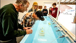 Saving California's Kelp with the Sunflower Sea Star