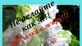 Фиалки.Посылка с черенками. Прошу вас так не поступать!!!