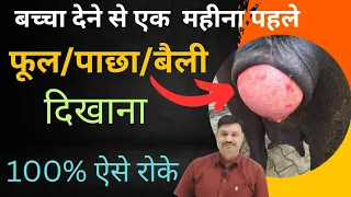 भैंस के फूल दिखाने का No.1 इलाज👌🏽 बेहतरिन दवा👉🏻भैंस के बेल निकलने की दवा prolapse treatment