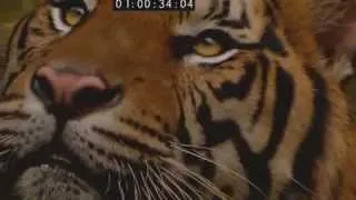 Sumatran Tiger, the preview