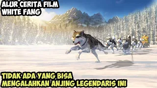 KISAH PERJALANAN HIDUP ANJING LEGENDARIS - Alur Cerita Film White Fang