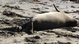 Birth of an Elephant Seal 1/5/20, San Simeon