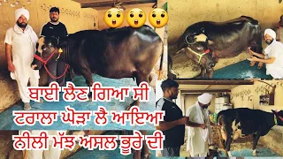 9-5-2024 ਫੋਨ 98721-16727 👈 7 ਪਸ਼ੂ ਵਿਕਾਊ ਬਾਈ ਸਰਵਨ ਸਿੰਘ ਕੋਲ ਬਾਹਲੀਆ ਅੱਤ ਦੀਆ ਝੋਟੀਆ ਵਿਕਾਊ ਨੀਲੀ ਰਾਵੀ BEST