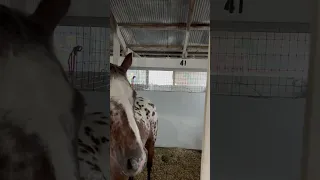 Sherburne County Fairgrounds    Rain Inside Horse Barn - July 22,2023