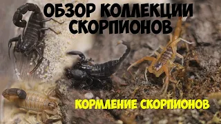 Обзор коллекции скорпионов. Кормление