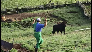 FP Wild Bulls - Separação - Separation Work - Terceira Island - Azores