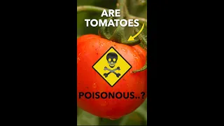 Why People Thought Tomatoes Were Poisonous 🍅