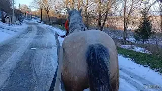 Лошиця на продажу 🐴коні ваговози 💪Тернопільщини коні в Україні 🇺🇦🇺🇦🇺🇦