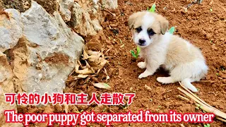 Heartbreaking! The careless owner left the puppy in the wild and almost starved to death.