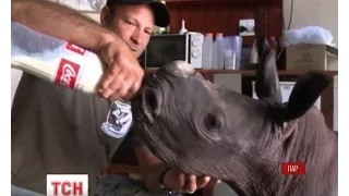 Активісти у Південній Африці врятували маленького носорога, що відбився від родини