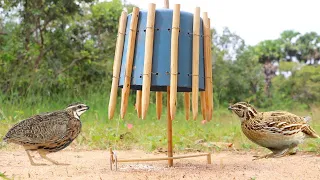 DIY Simple Wild Quail Bird Trap With Wood - How To Trap Bird Work 100%