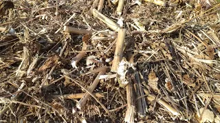 No-Till вносимо добриво, подрібнюємо соняшник.