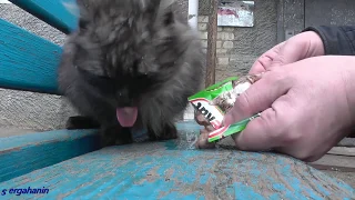 ВСЯ МОРДА В Kitekat.Жрут хавку !!!Кошки также хотят есть KITEKAT и Whiskas