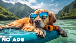 12 Hours Dog Music 🎵 Relaxing Music For Dogs With Anxiety🐶 Separation Anxiety Relief music💖Dog Calm