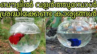 how to care fighter(betta)fish  malayalam| ബൗളിൽ വളർത്തുമ്പോൾ ശ്രദ്ധിക്കേണ്ട കാര്യങ്ങൾ