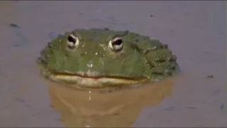 The African Bullfrog